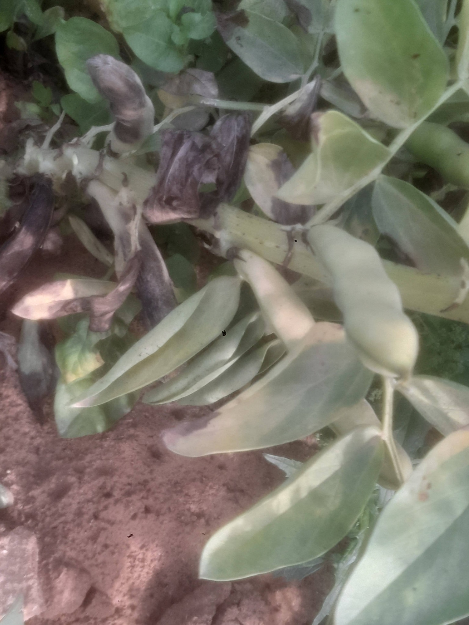 السلام عليكم ورحمة الله  ممكن تشخيص المرض والعلاج